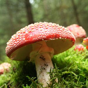 Bilder Das grüne Wunder - Unser Wald