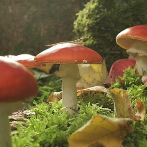 Bilder Das grüne Wunder - Unser Wald