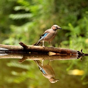 Bilder Das grüne Wunder - Unser Wald