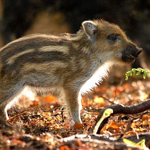 Bilder Das grüne Wunder - Unser Wald