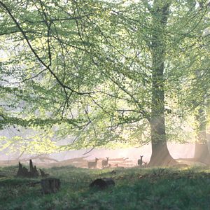 Bilder Das grüne Wunder - Unser Wald
