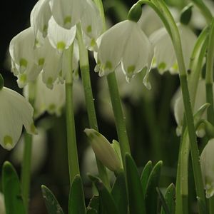 Bilder Das grüne Wunder - Unser Wald