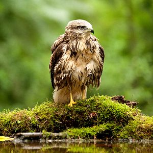 Bilder Das grüne Wunder - Unser Wald