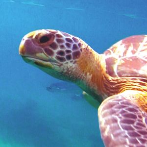 Bilder Blauer Ozean Grüne Ostsee 3D