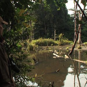 Bilder L'Hypothèse du Mokélé M'Bembé