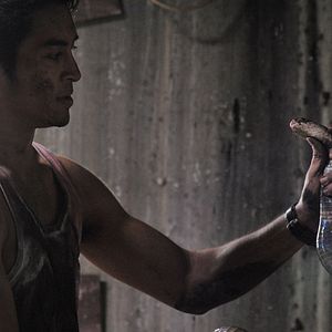 Bilder Die Rache der Königskobra