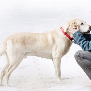 Bilder Ein Hund namens Weihnachten