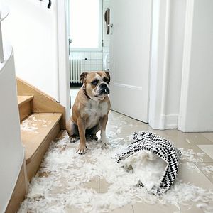 Bilder Nein! Aus! Pfui! Ein Baby an der Leine