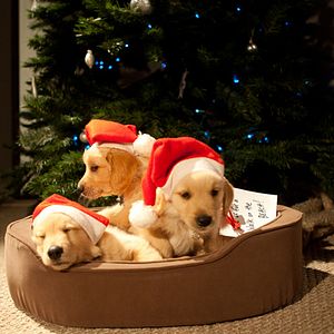 Bilder Und wieder eine tierische Bescherung