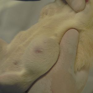 Bilder Tous Cobayes?