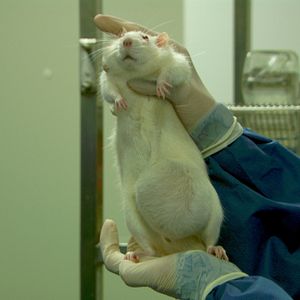 Bilder Tous Cobayes?