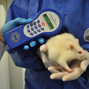 Bilder Tous Cobayes?