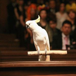 Bilder Phoenix Wright - Ace Attorney