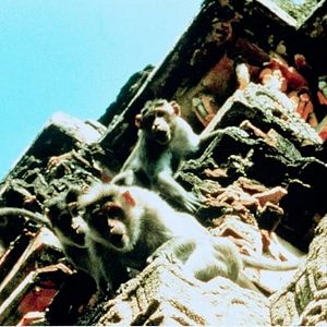 Bilder Hanuman - Im Königreich der Affen