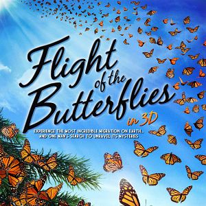 Bilder Flug der Schmetterlinge