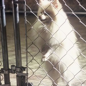 Bilder Nur Hunde kommen in den Himmel