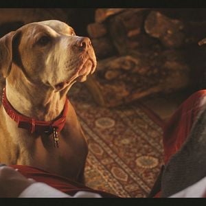 Bilder Herkules rettet das Weihnachtsfest