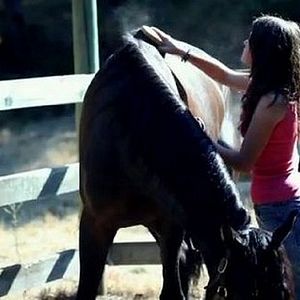 Bilder Das vergessene Pferd - Saving Winston