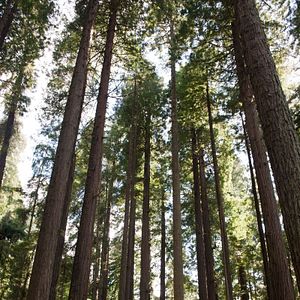 Bilder Bigfoot - Der Blutrausch einer Legende