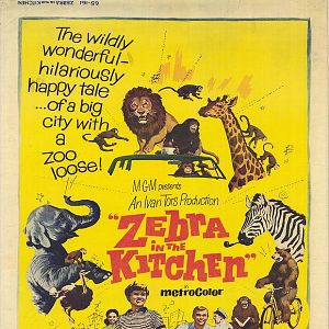 Bilder Ein Zebra in der Küche