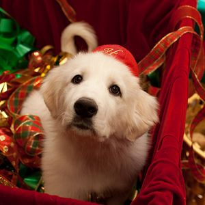 Bilder Santa Pfote 2 - Die Weihnachts-Welpen