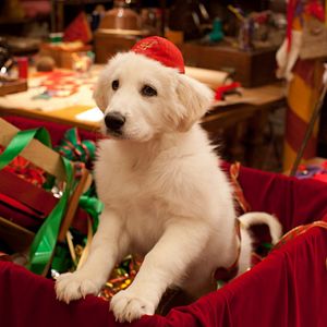 Bilder Santa Pfote 2 - Die Weihnachts-Welpen