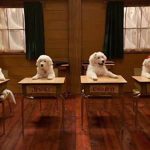 Bilder Santa Pfote 2 - Die Weihnachts-Welpen