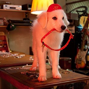 Bilder Santa Pfote 2 - Die Weihnachts-Welpen