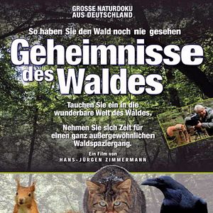 Bilder Geheimnisse des Waldes