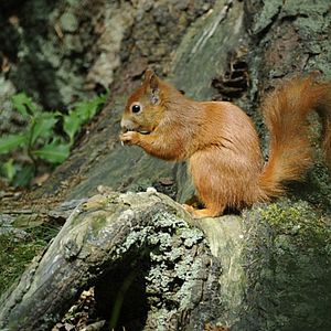 Bilder Geheimnisse des Waldes