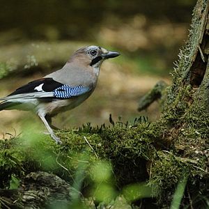 Bilder Geheimnisse des Waldes