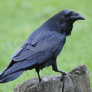 Bilder Geheimnisse des Waldes