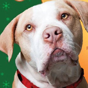 Bilder Hercules Rossi