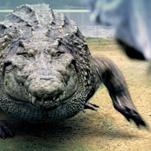 Bilder Million Dollar Crocodile - Die Jagd beginnt