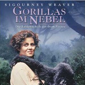 Bilder Gorillas im Nebel