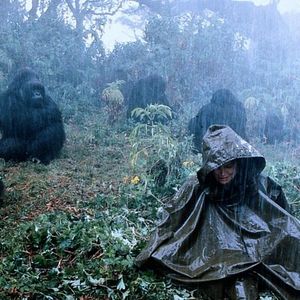 Bilder Gorillas im Nebel