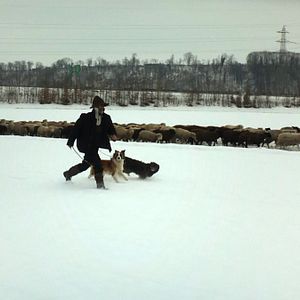 Bilder Winternomaden