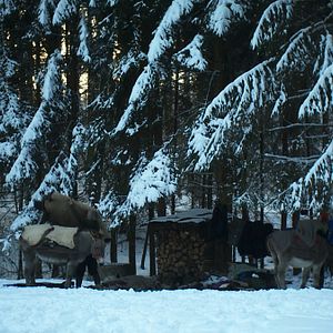 Bilder Winternomaden