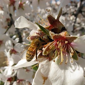 Bilder More than Honey