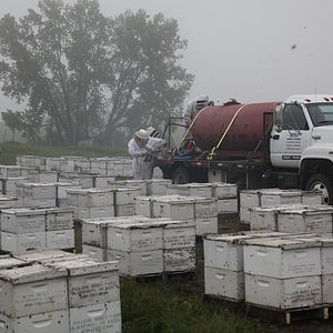 Bilder More than Honey