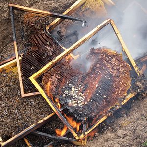 Bilder More than Honey