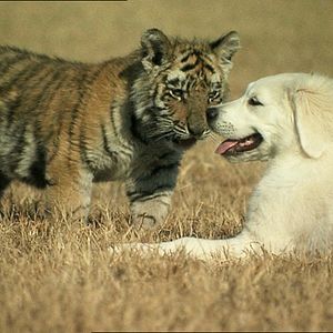 Bilder Bailey - Ein Welpe zum Verlieben