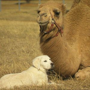 Bilder Bailey - Ein Welpe zum Verlieben