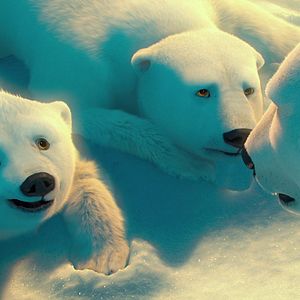 Bilder The Polar Bears