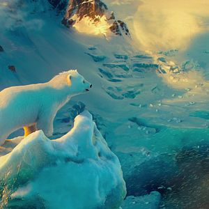 Bilder The Polar Bears