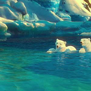 Bilder The Polar Bears