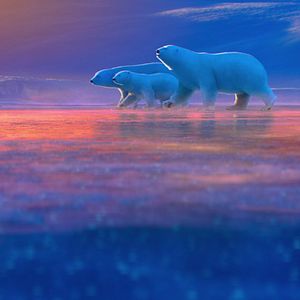 Bilder The Polar Bears