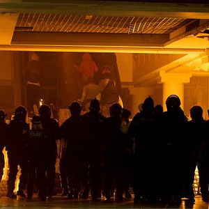 Bilder London Pitbulls