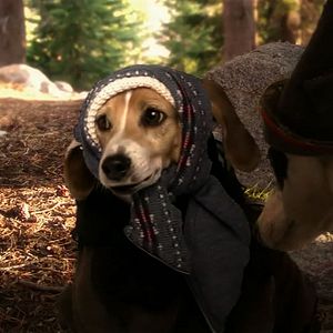 Bilder Heidi auf 4 Pfoten