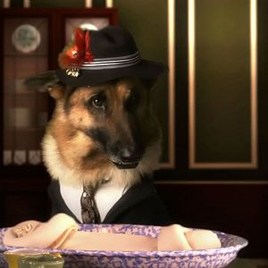 Bilder Heidi auf 4 Pfoten